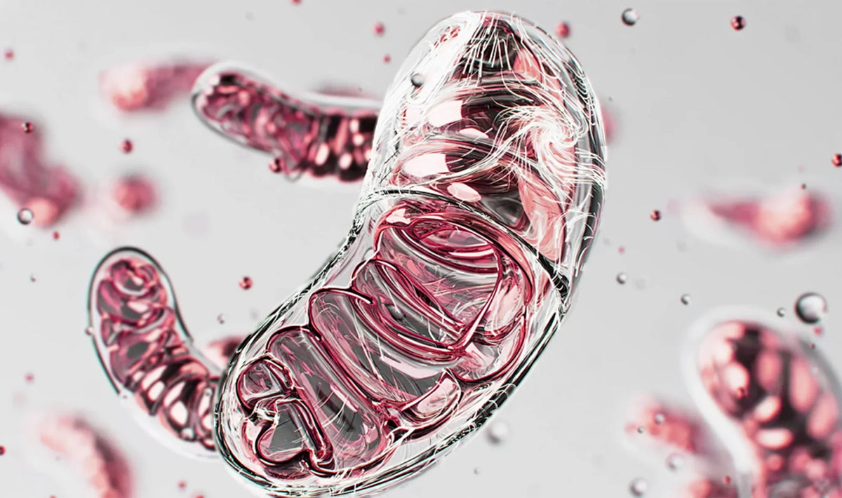 Why Cellular Energy Matters for Aging Gracefully